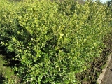 Buxus harlandii type China
