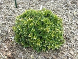 Buxus microphylla Morris Dwarf