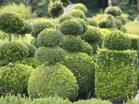 Sarcococca Topiary
