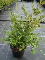 Buxus microphylla var.japonica