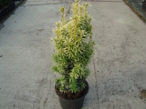 Taxus baccata Snow Lady