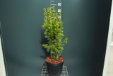 Taxus baccata Exotica (PBR)