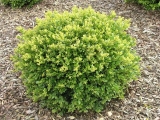 Buxus Green Gem