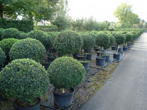 bol op stam - Buxus Topiary - Buxusshop.be